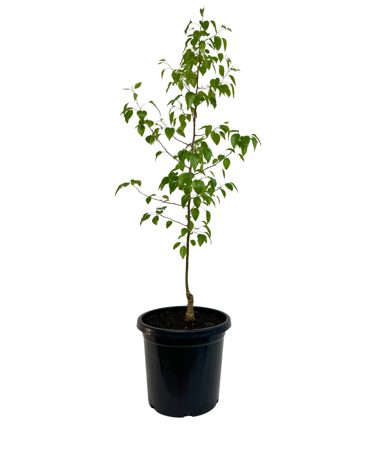 Pyrus Nivalis