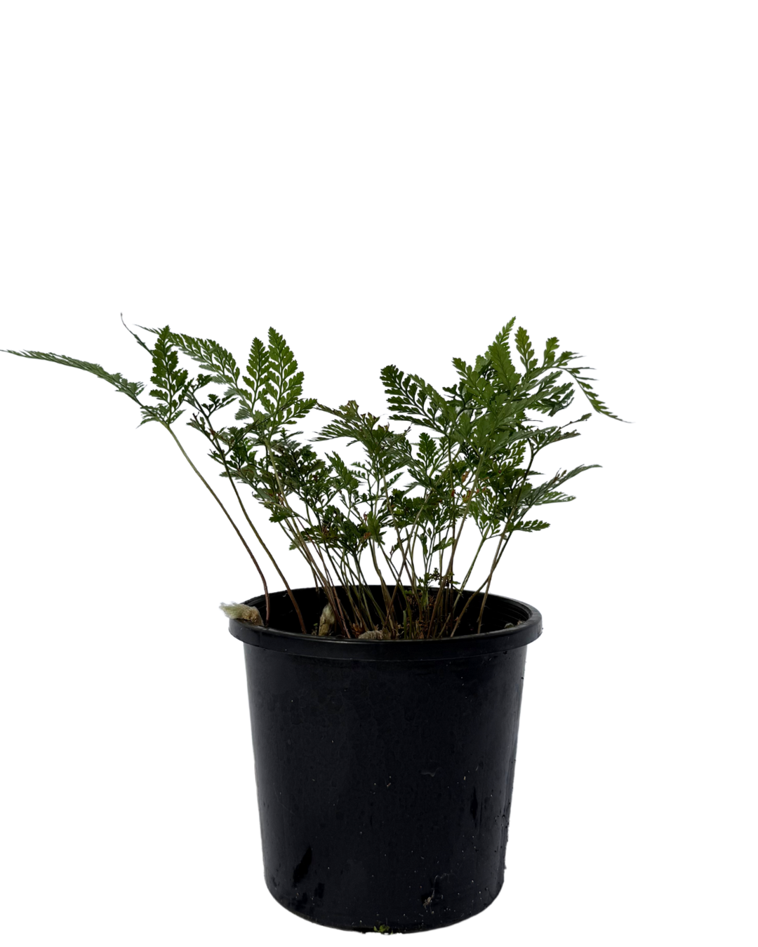 Davallia White Rabbits Foot