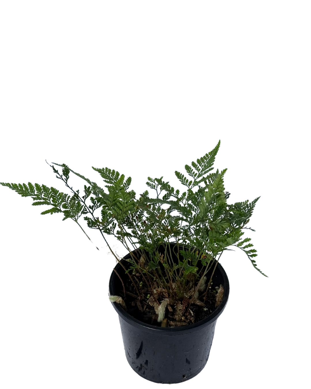 Davallia White Rabbits Foot