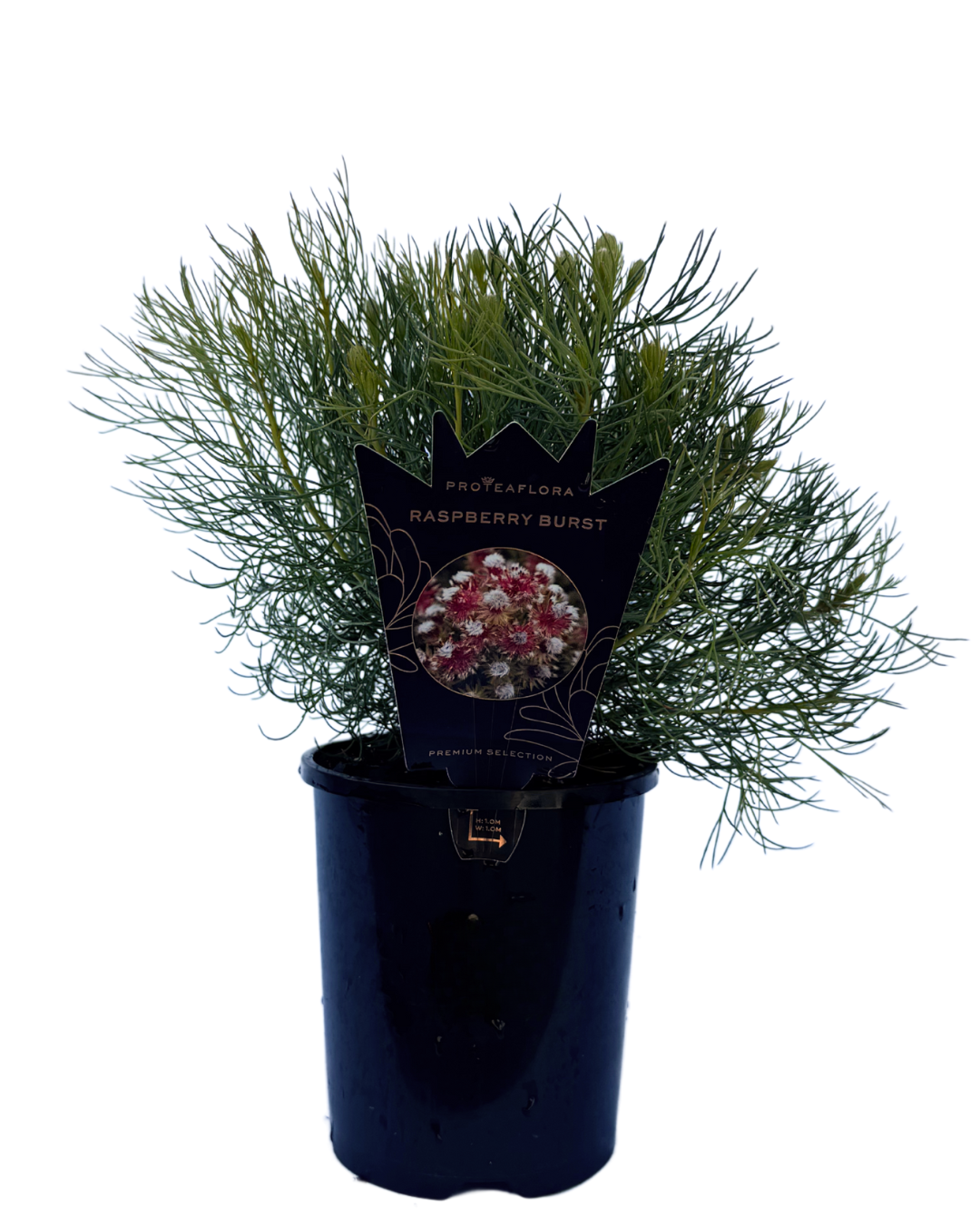 Serruria Phylicoides Raspberry Burst