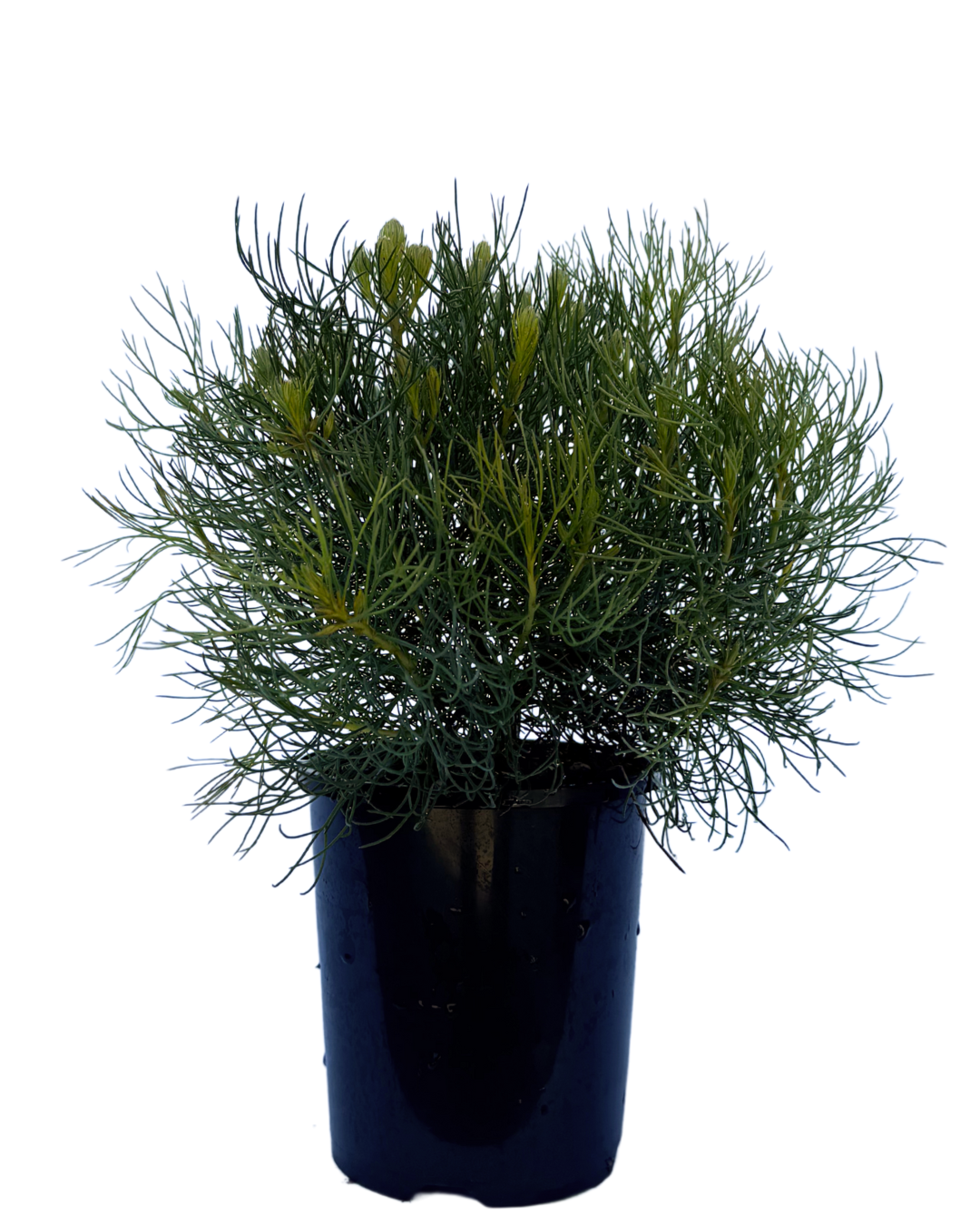 Serruria Phylicoides Raspberry Burst