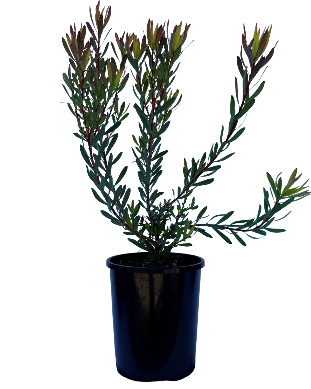 Leucodendron Salignum Red Devil