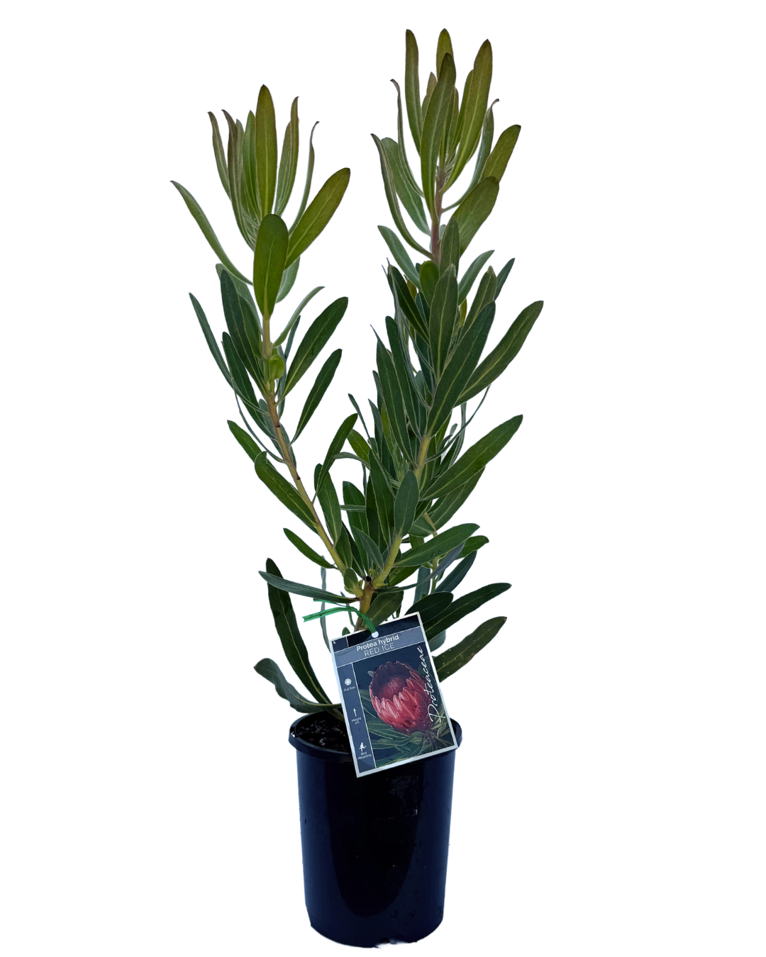 Protea Red Ice