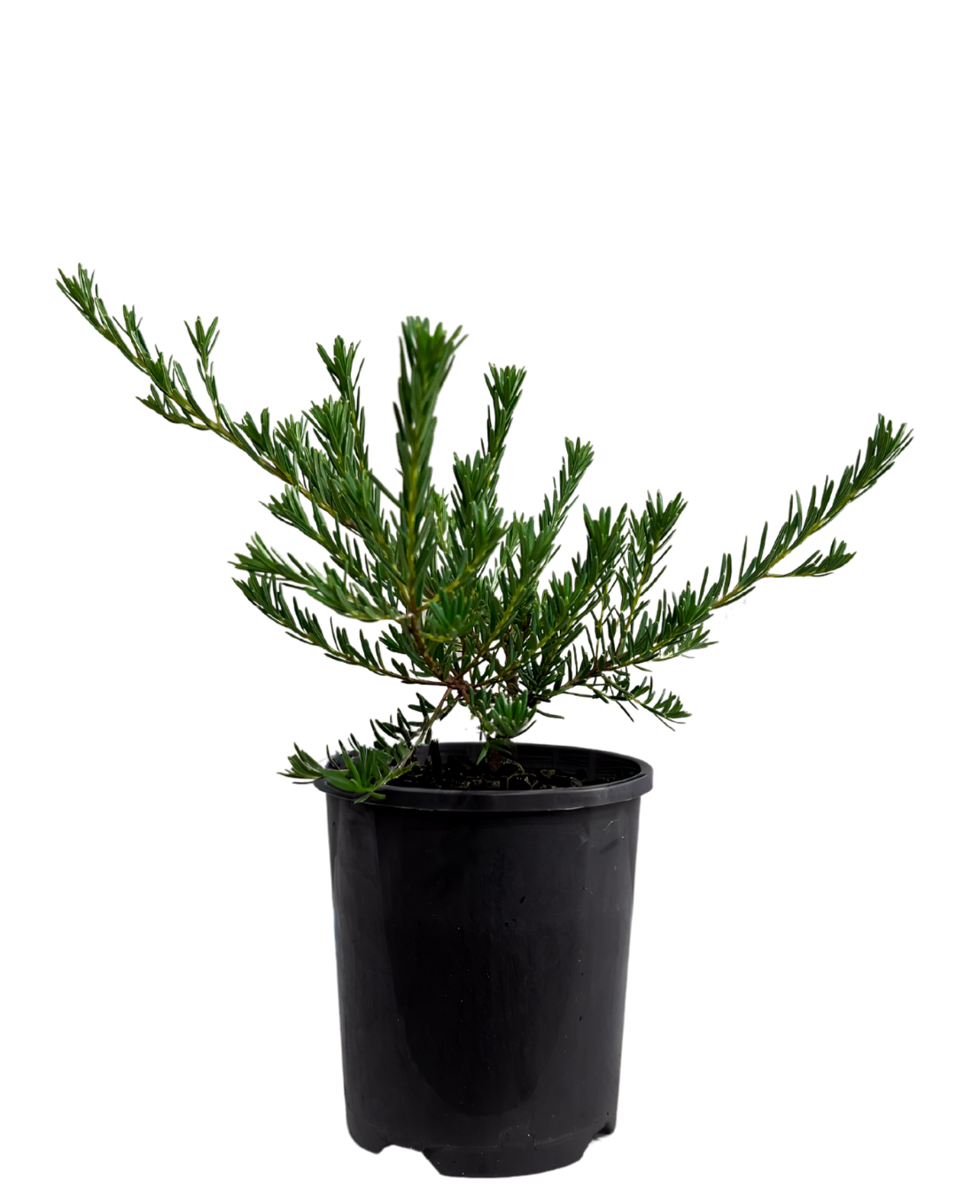 Ricinocarpos Cyanescens - Dwarf Little Bride