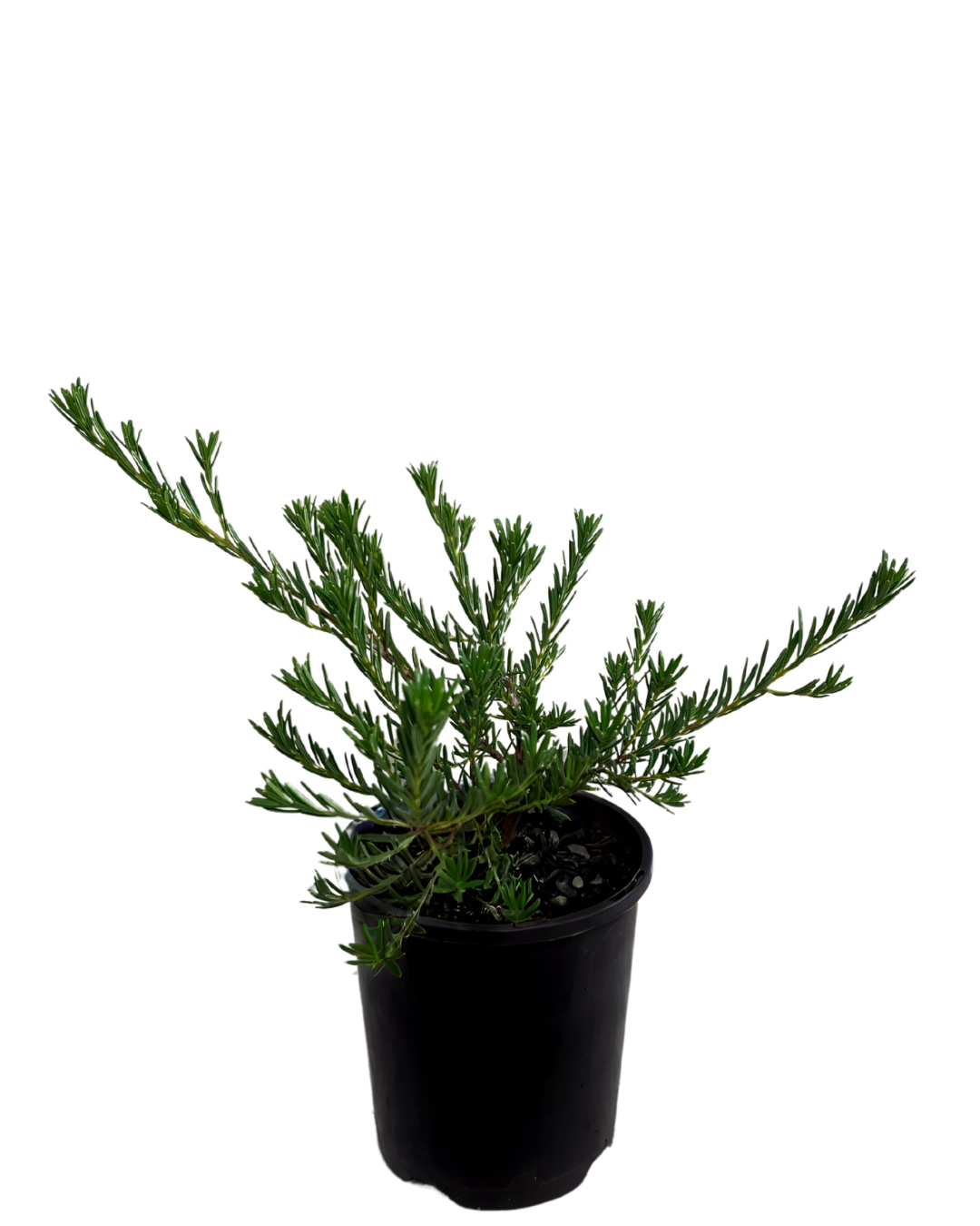 Ricinocarpos Cyanescens - Dwarf Little Bride