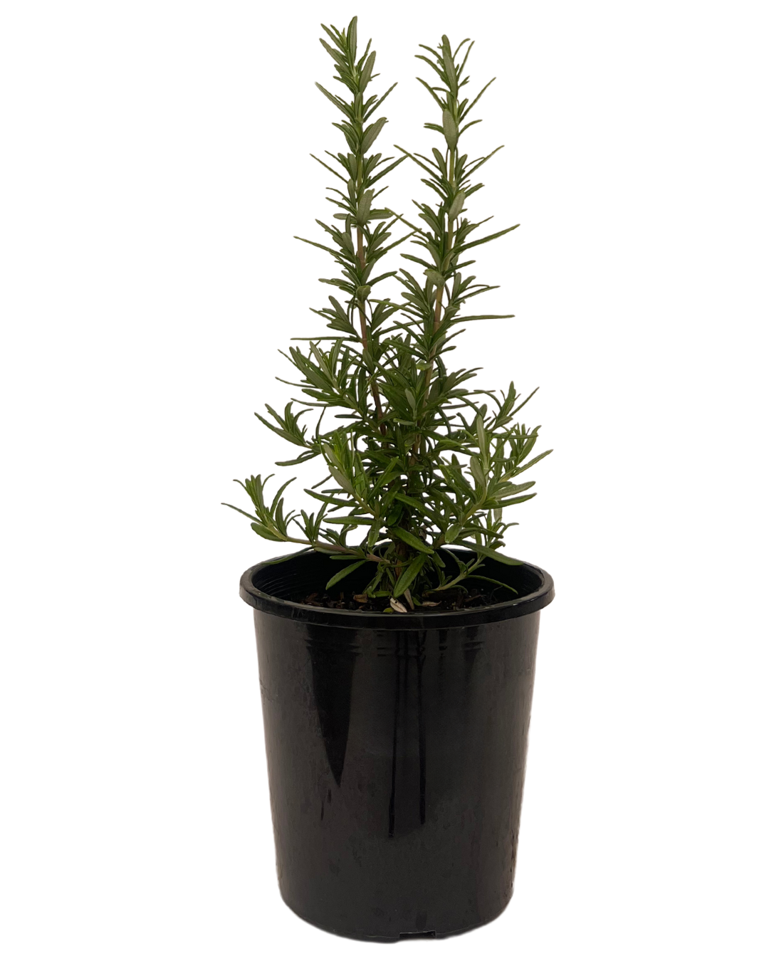 Rosmarinus Tuscan Blue