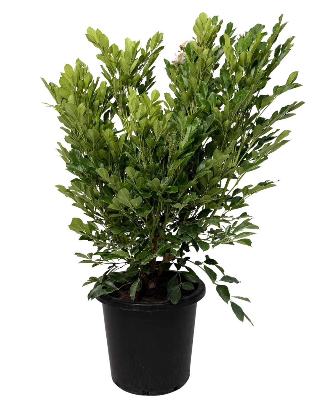 Radermachera Summer Scent