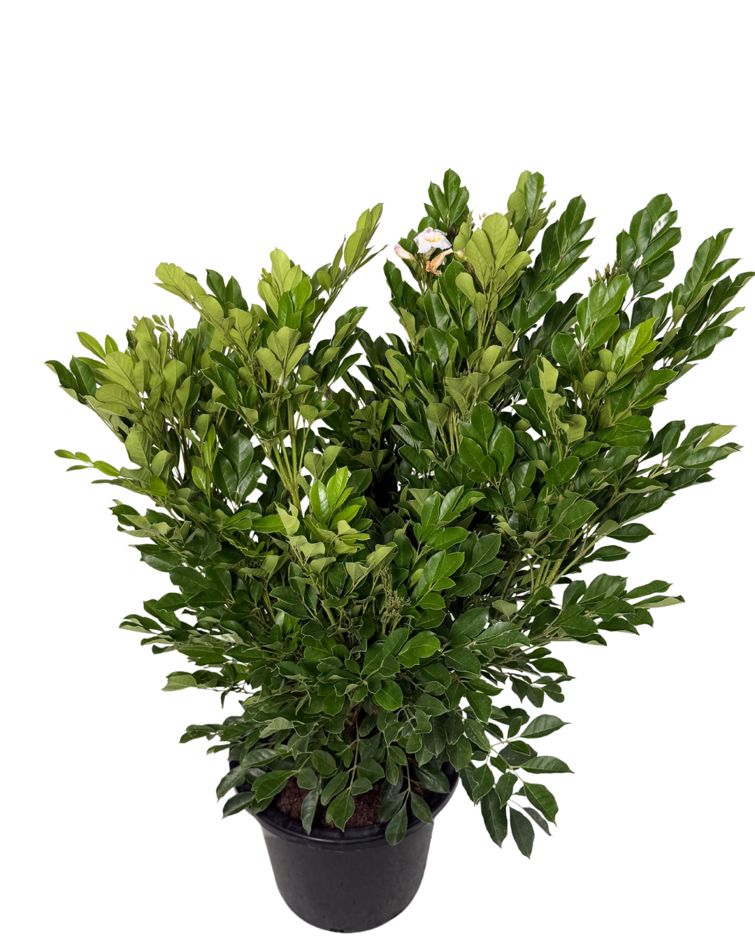 Radermachera Summer Scent