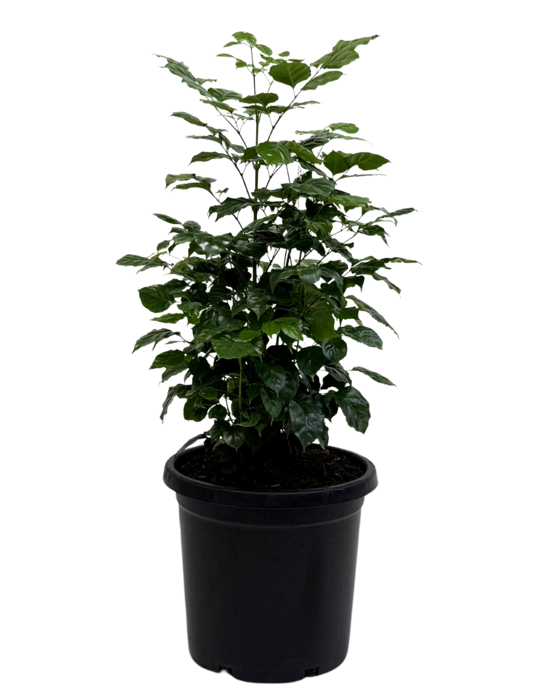 Radermachera Compacta