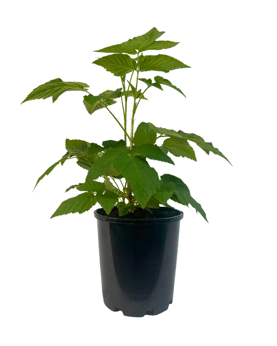 Raspberry Tulameen