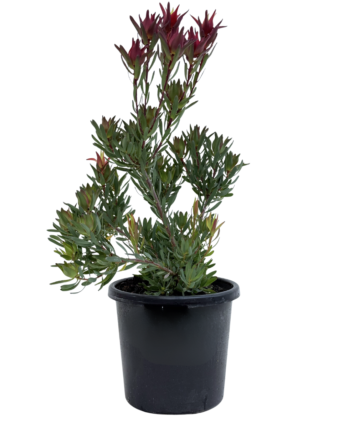 Leucadendron Red Devil