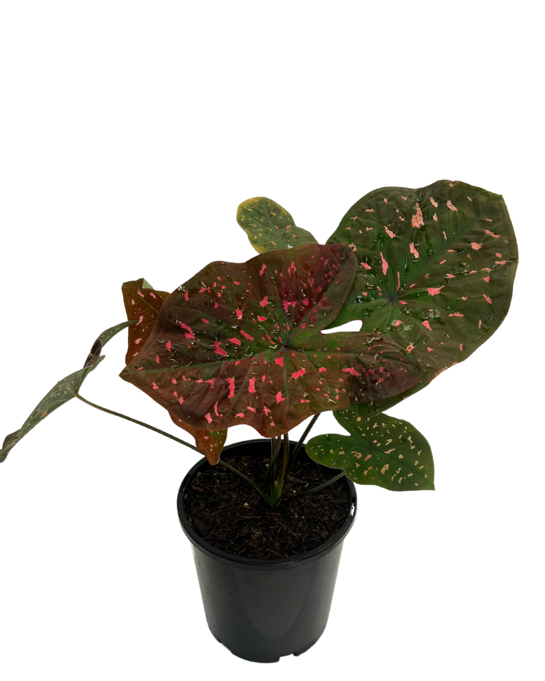 Caladium Raspberry Ripple