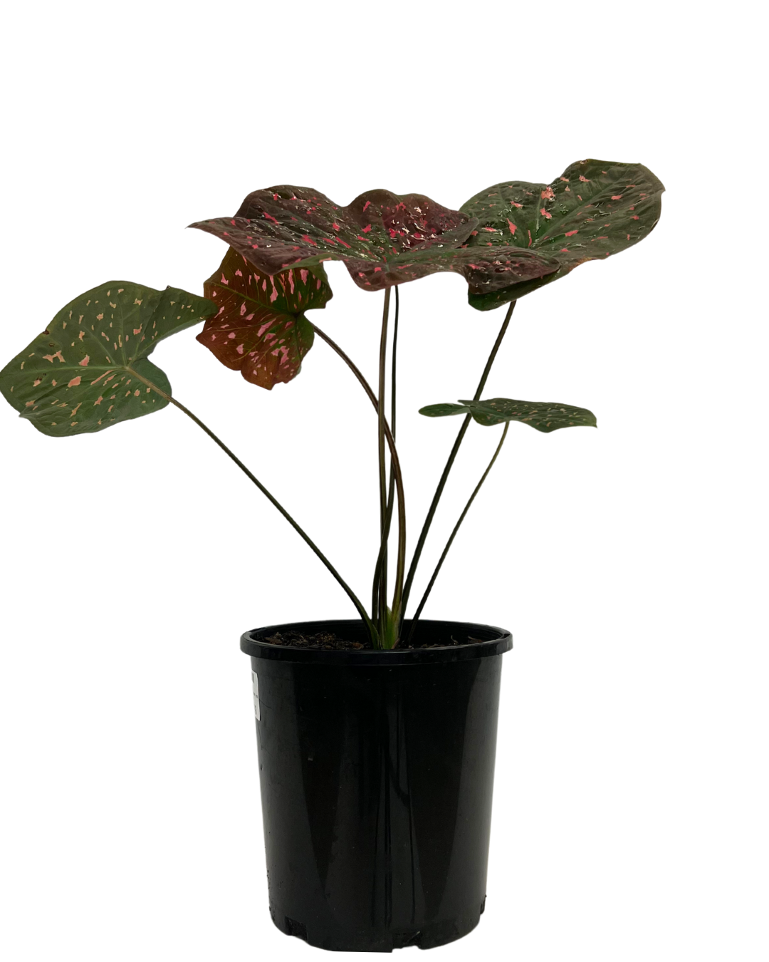 Caladium Raspberry Ripple