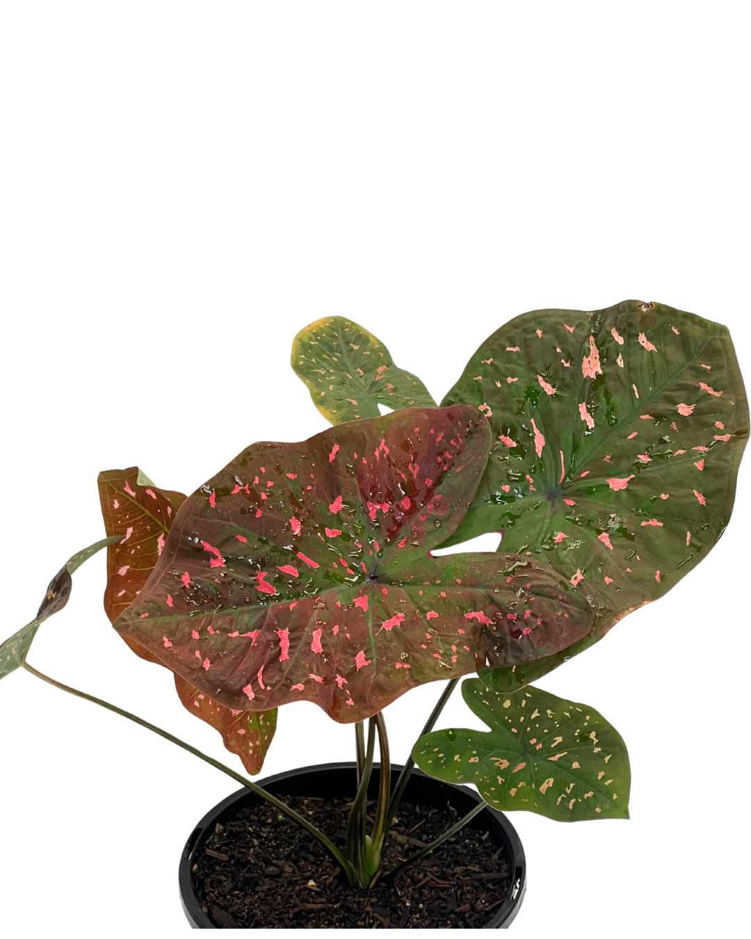 Caladium Raspberry Ripple