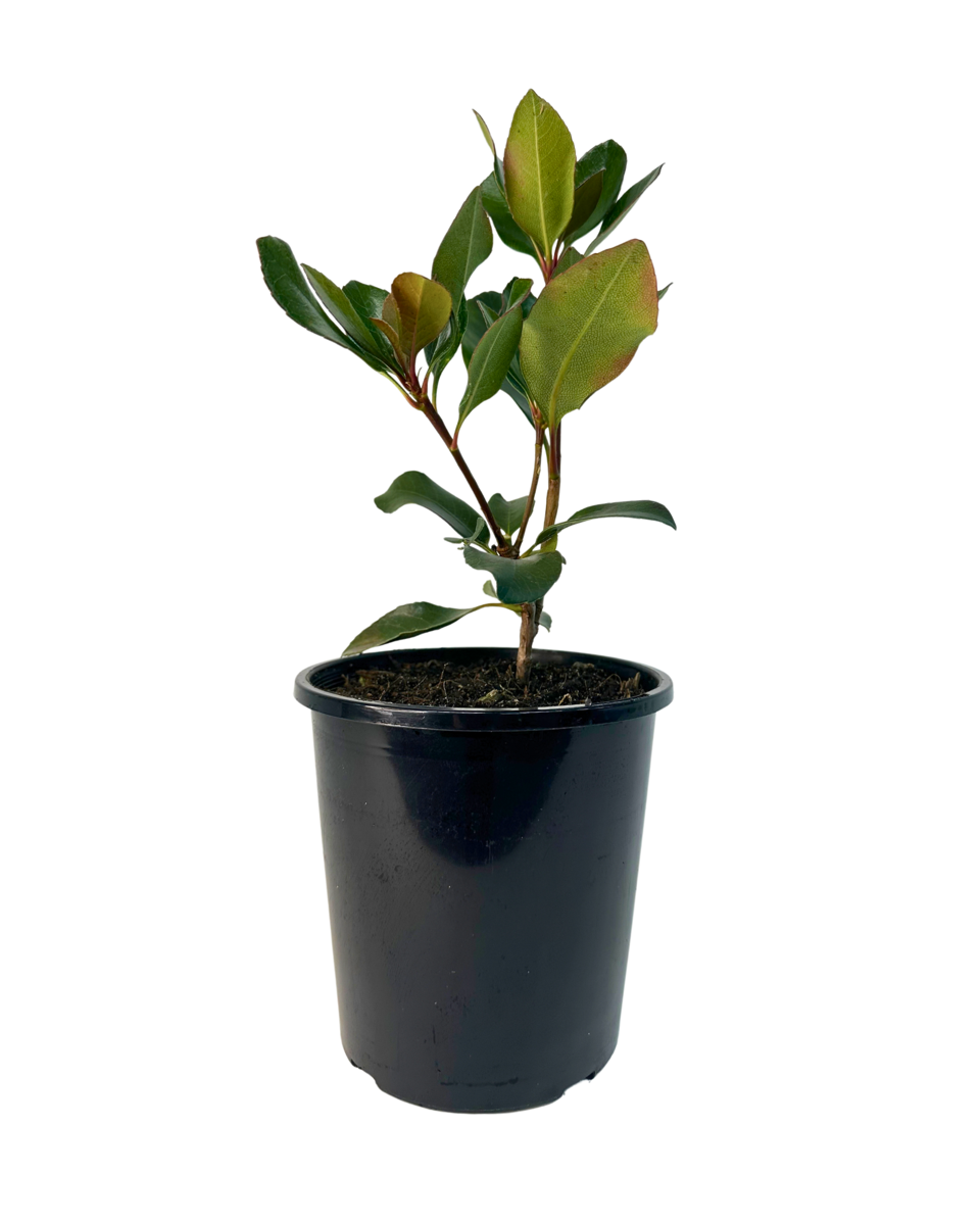 Rhaphiolepis Oriental Rose