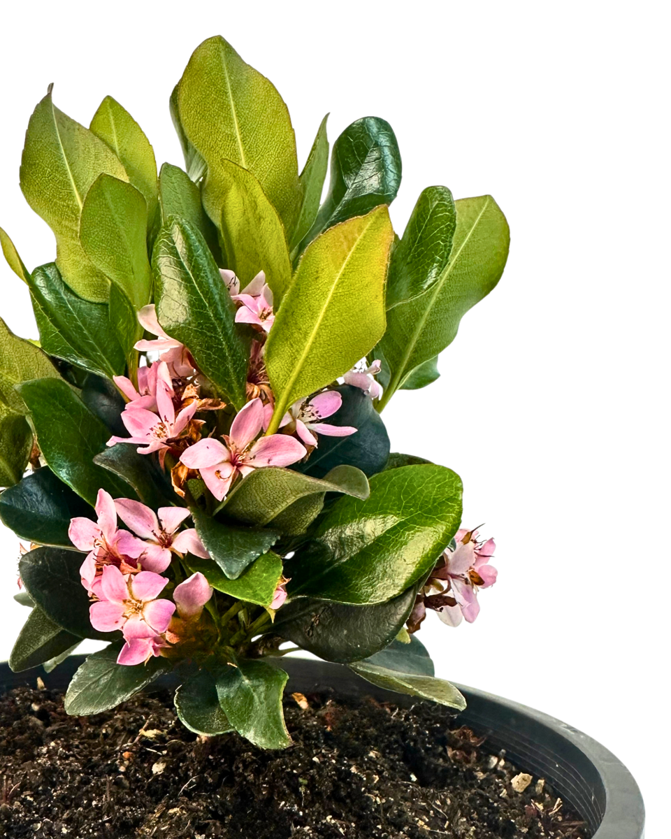 Rhaphiolepis Oriental Rose