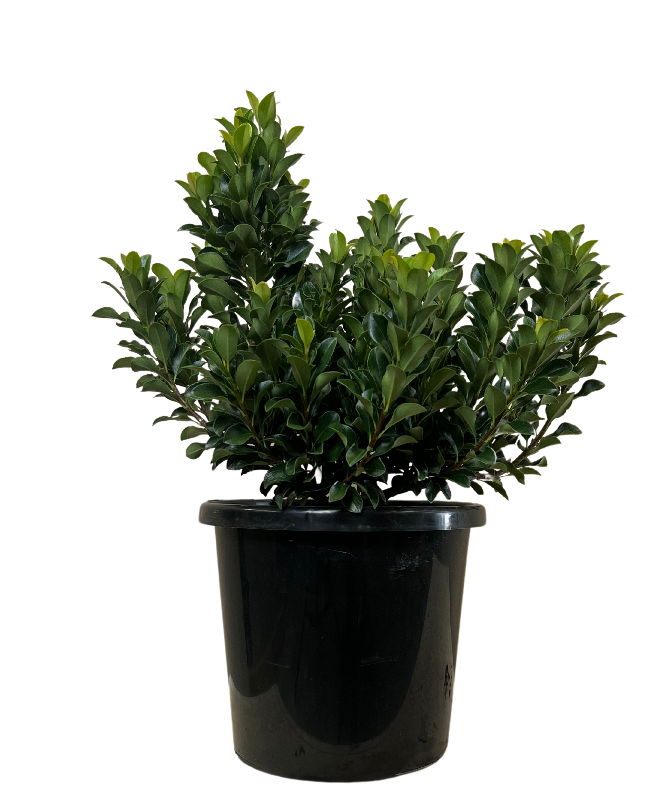 Rhaphiolepis Snow Maiden