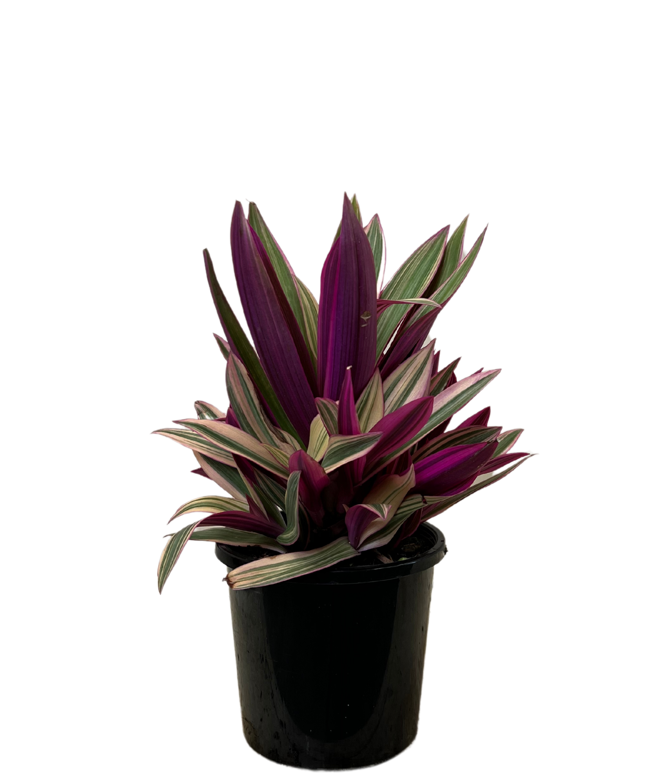 Rhoeo Pink Stripe