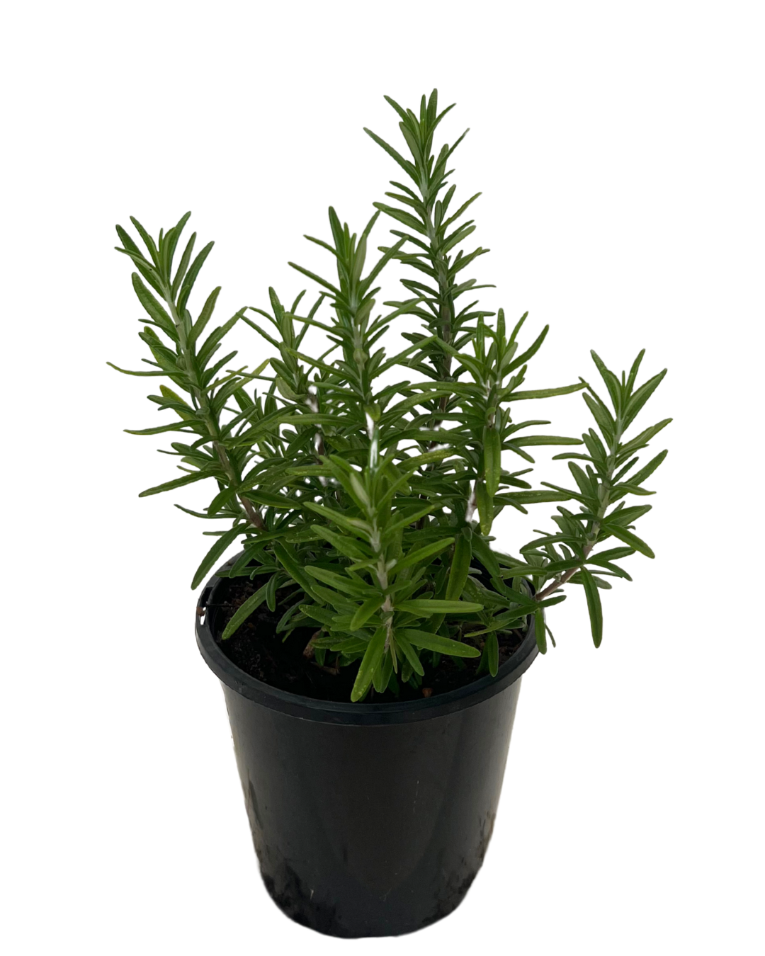 Rosmarinus Tuscan Blue