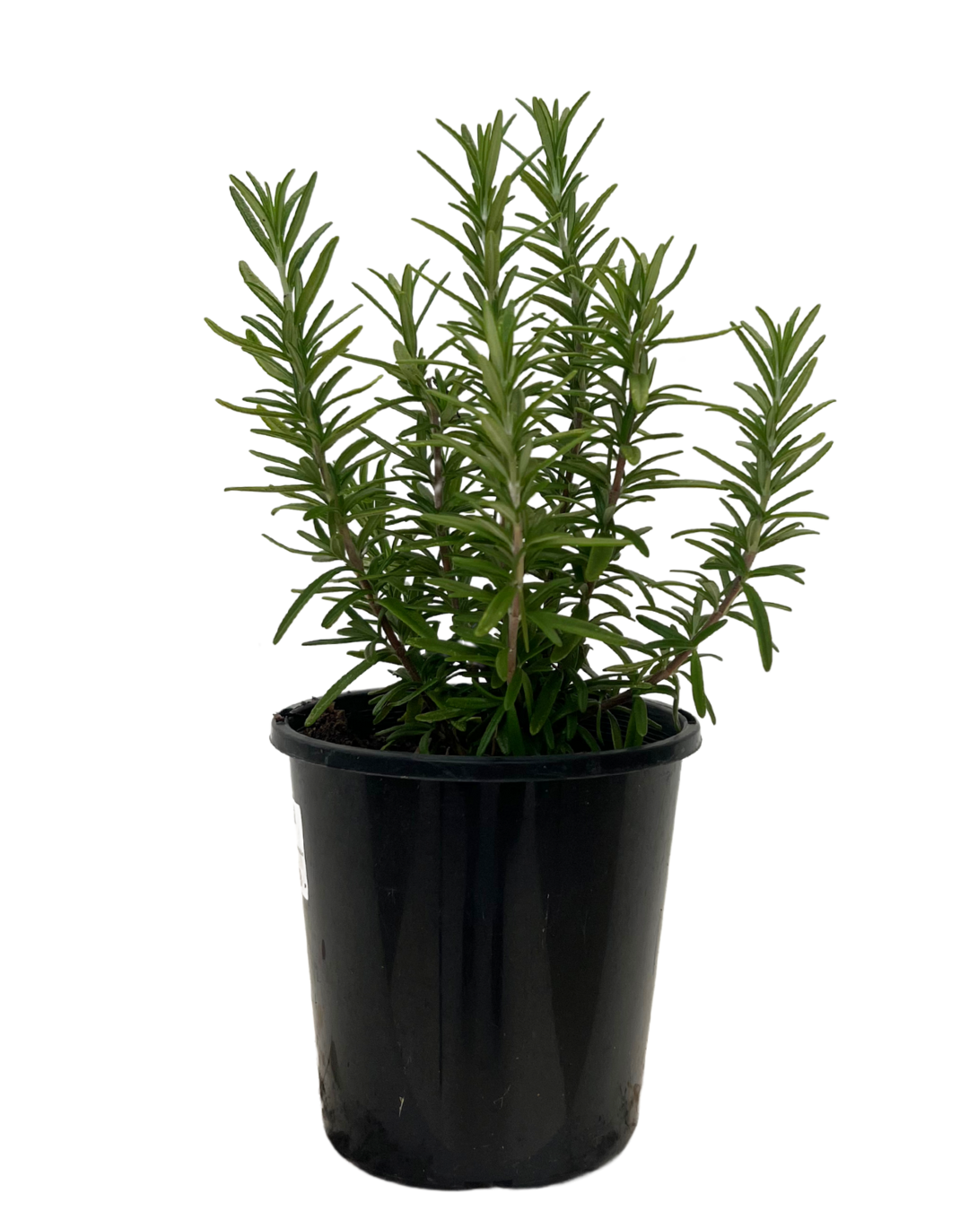 Rosmarinus Tuscan Blue