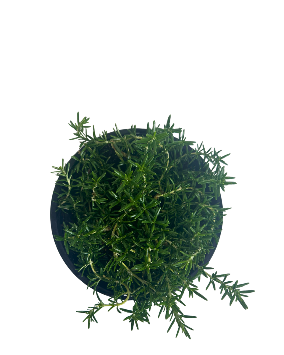 Rosmarinus Prostrata