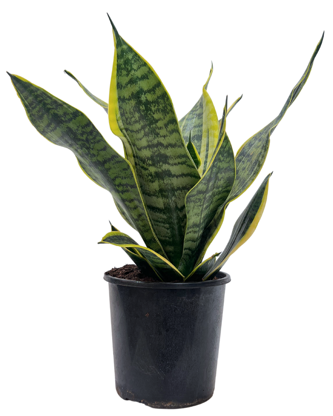 buy snake plant australia Sansevieria Superba | Indoor Plant Perth