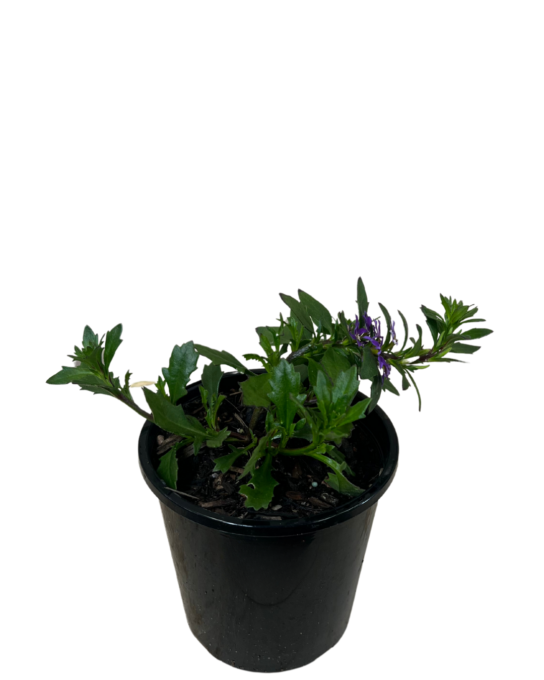 Scaevola Bondi Blue