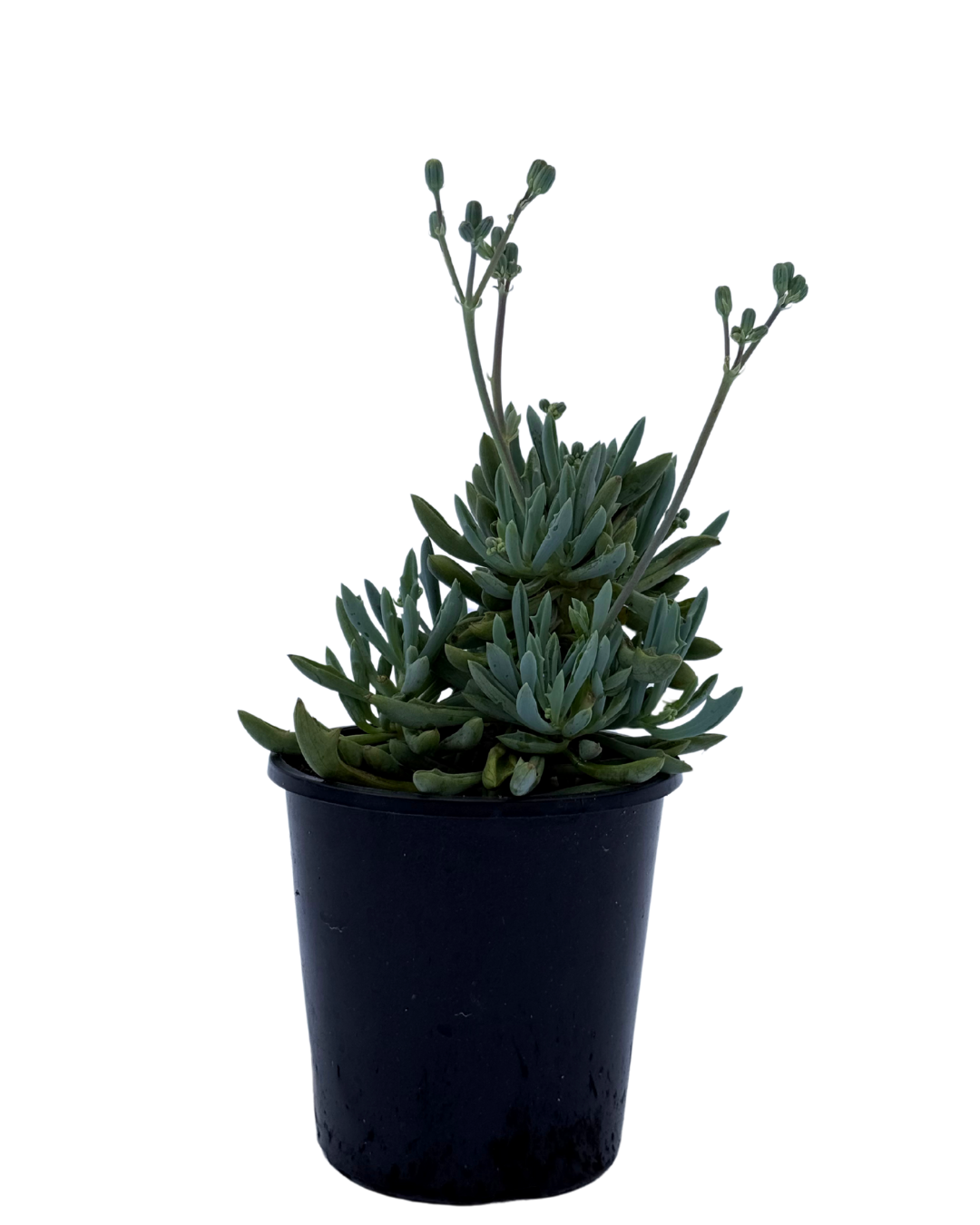 trident blue succulent Senecio Trident Blue | Succulent Perth