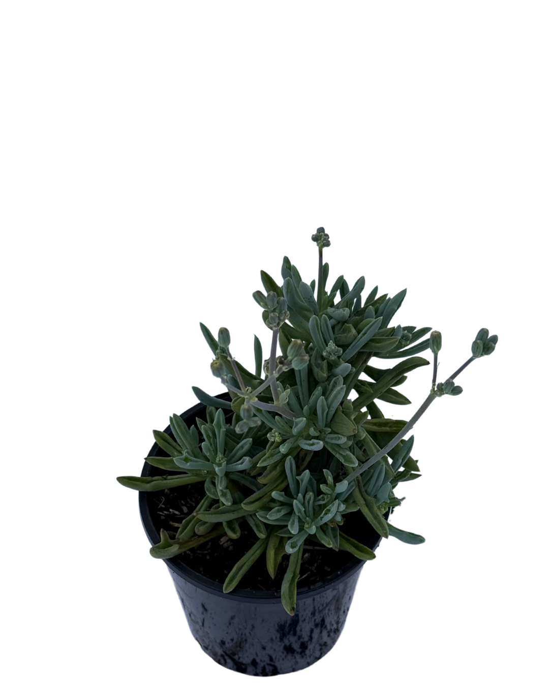 Senecio Trident Blue