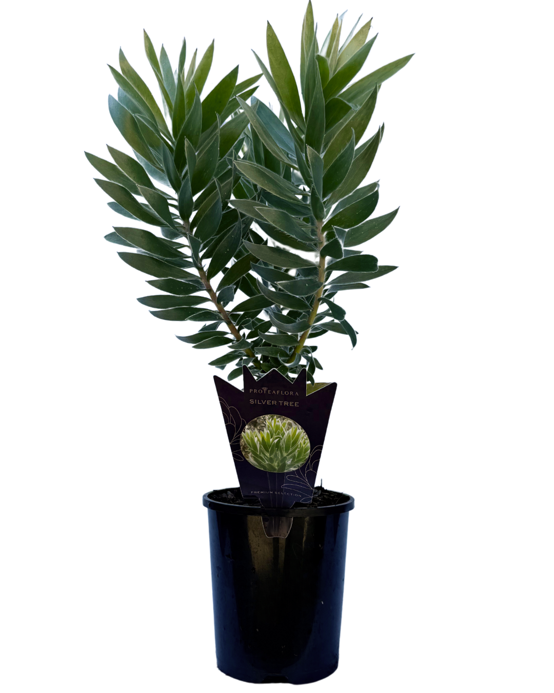 Leucodendron Silver Tree