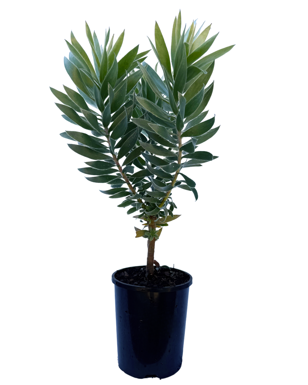 Leucodendron Silver Tree