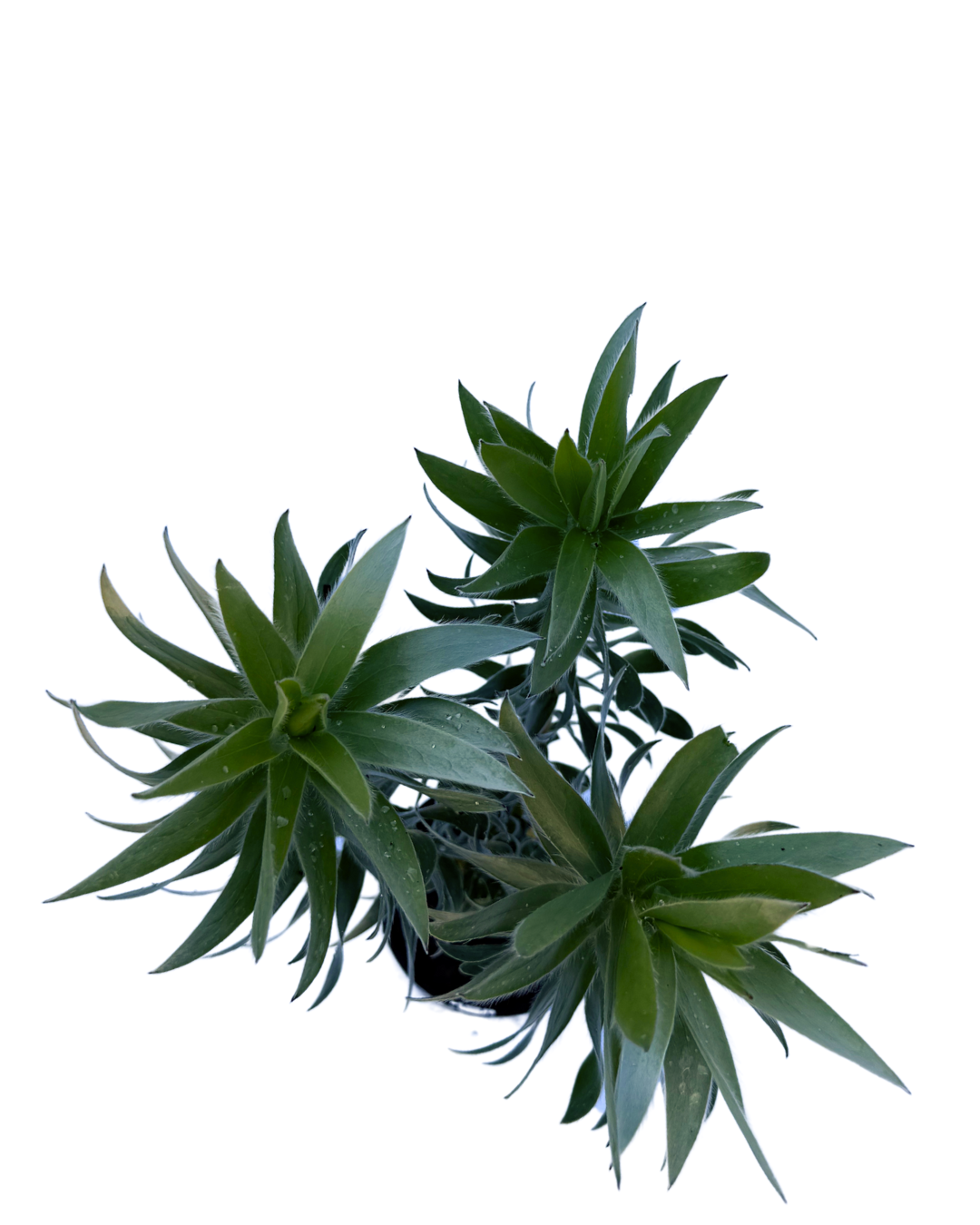Leucadendron Silver Tree