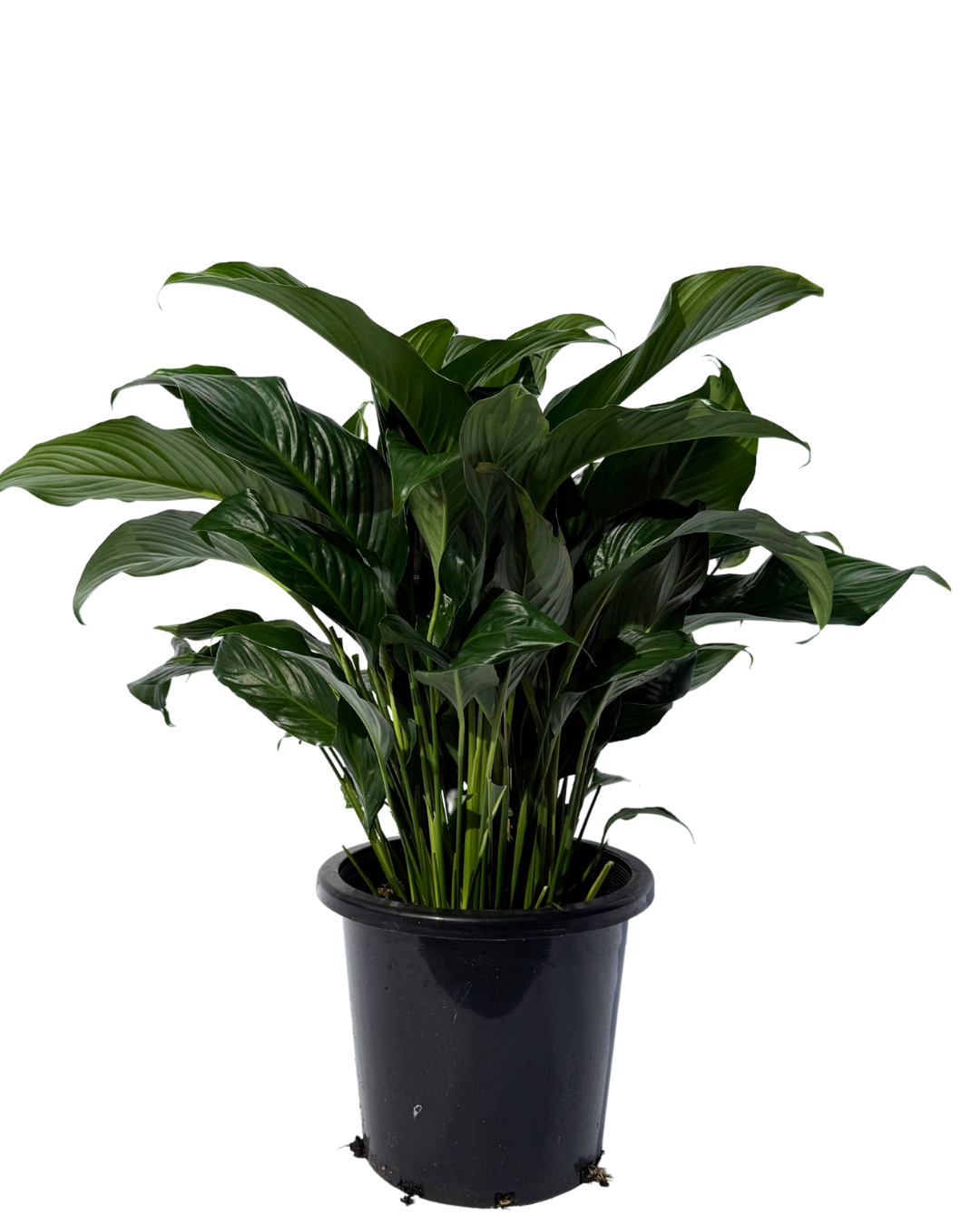 Spathiphyllum Sweet Romano