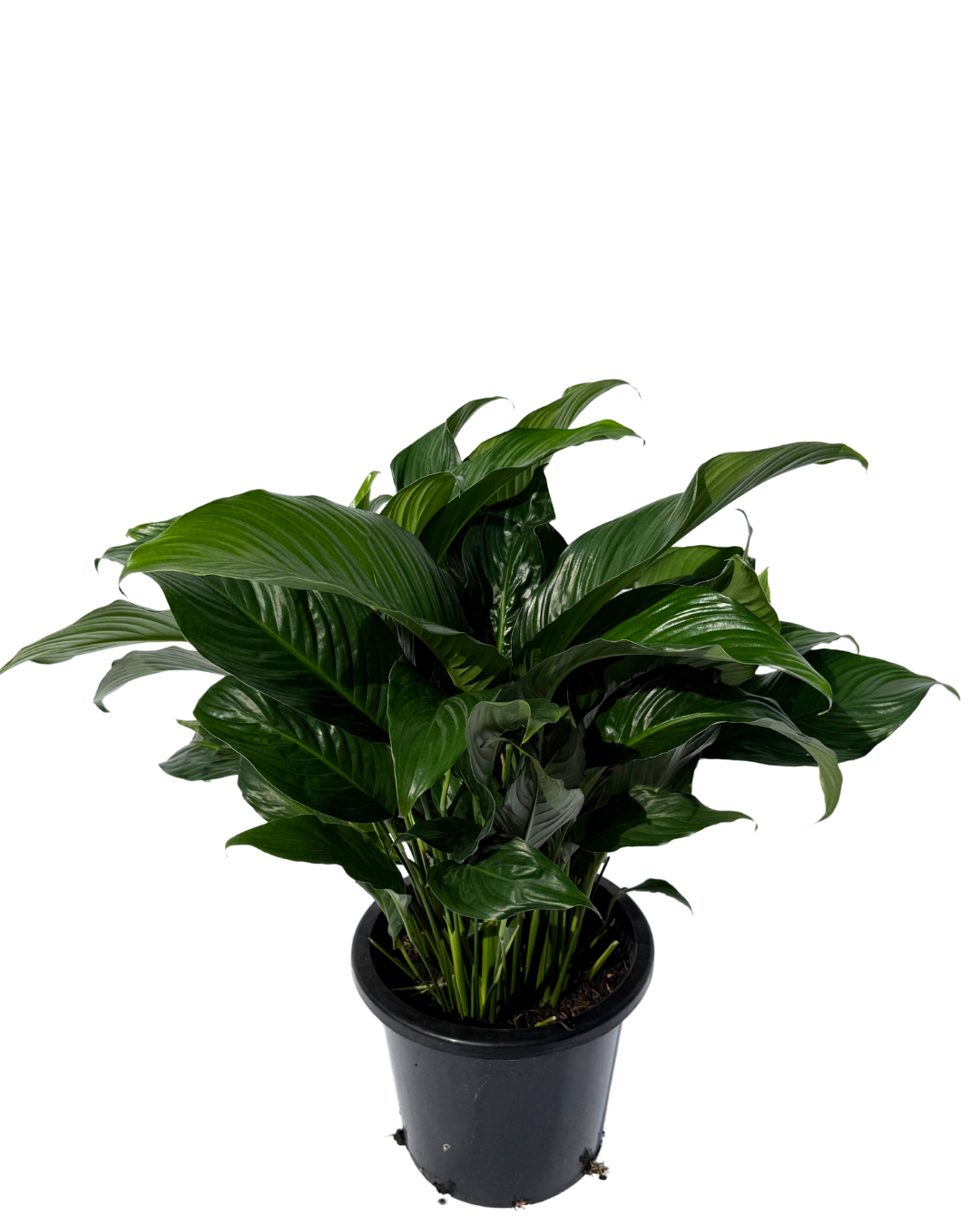 Spathiphyllum Sweet Romano