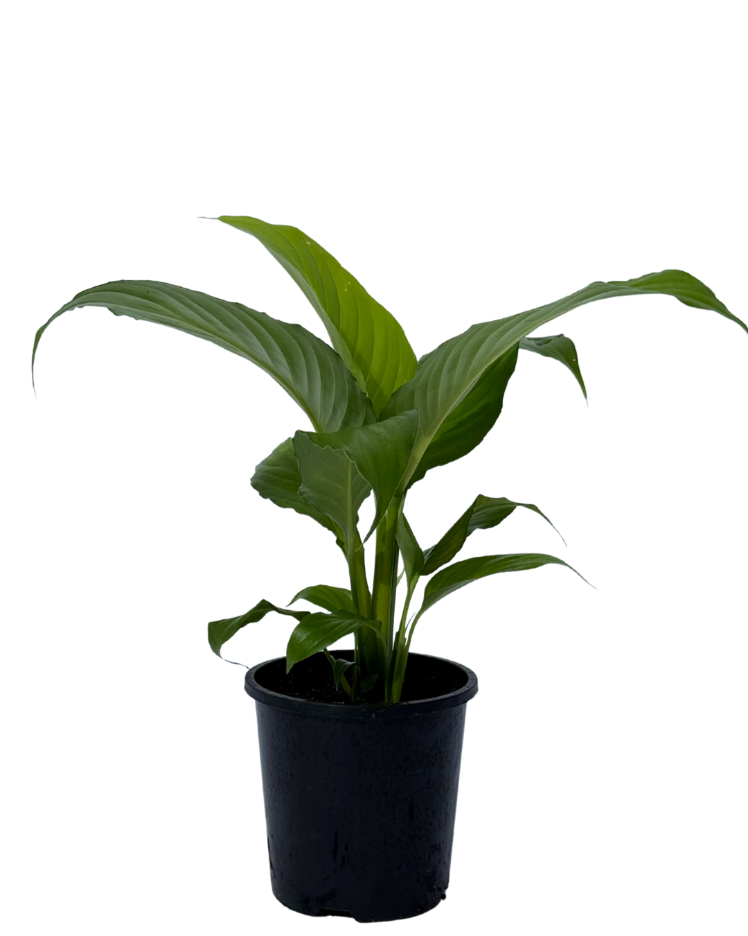 Spathiphyllum Sensation