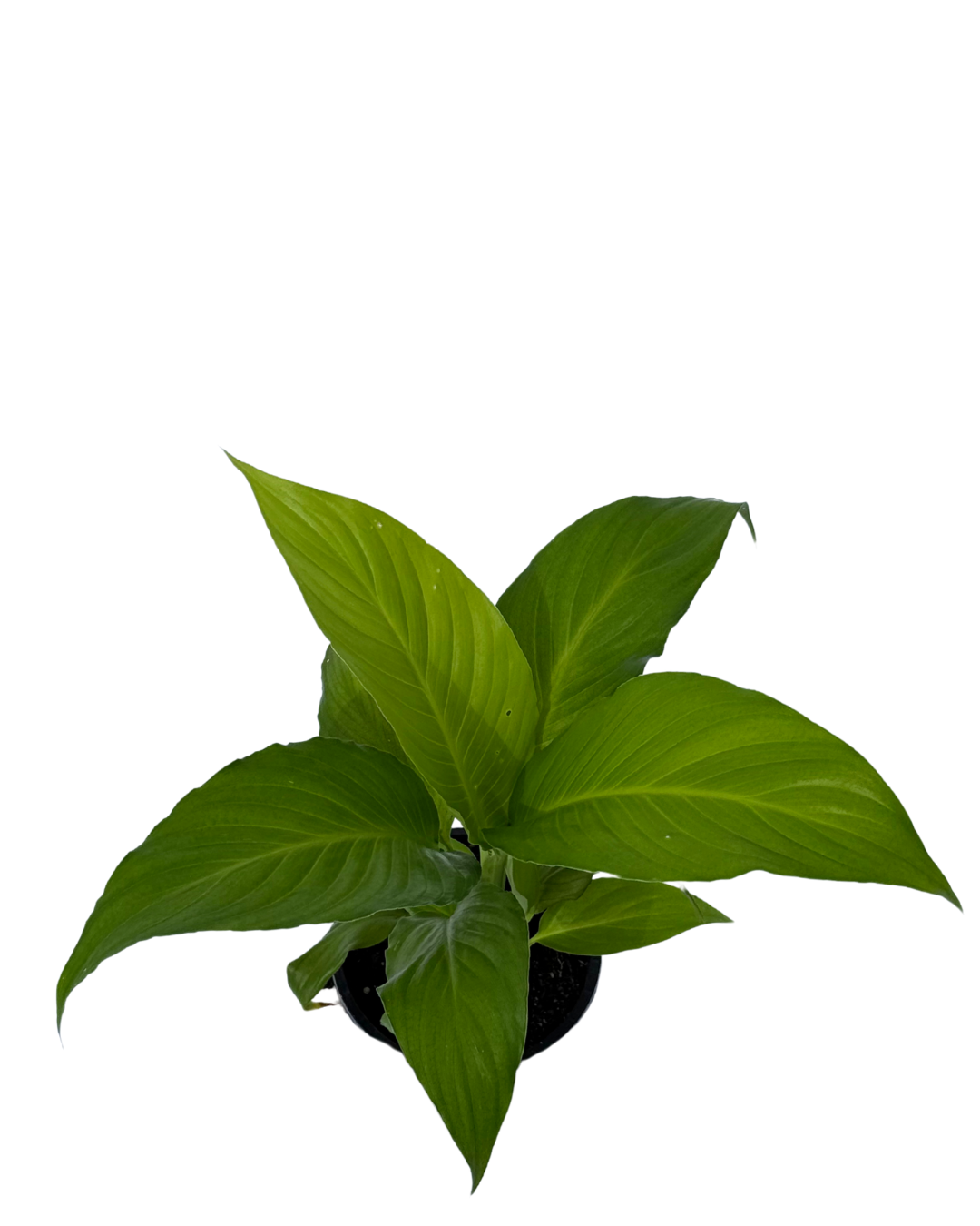 Spathiphyllum Sensation