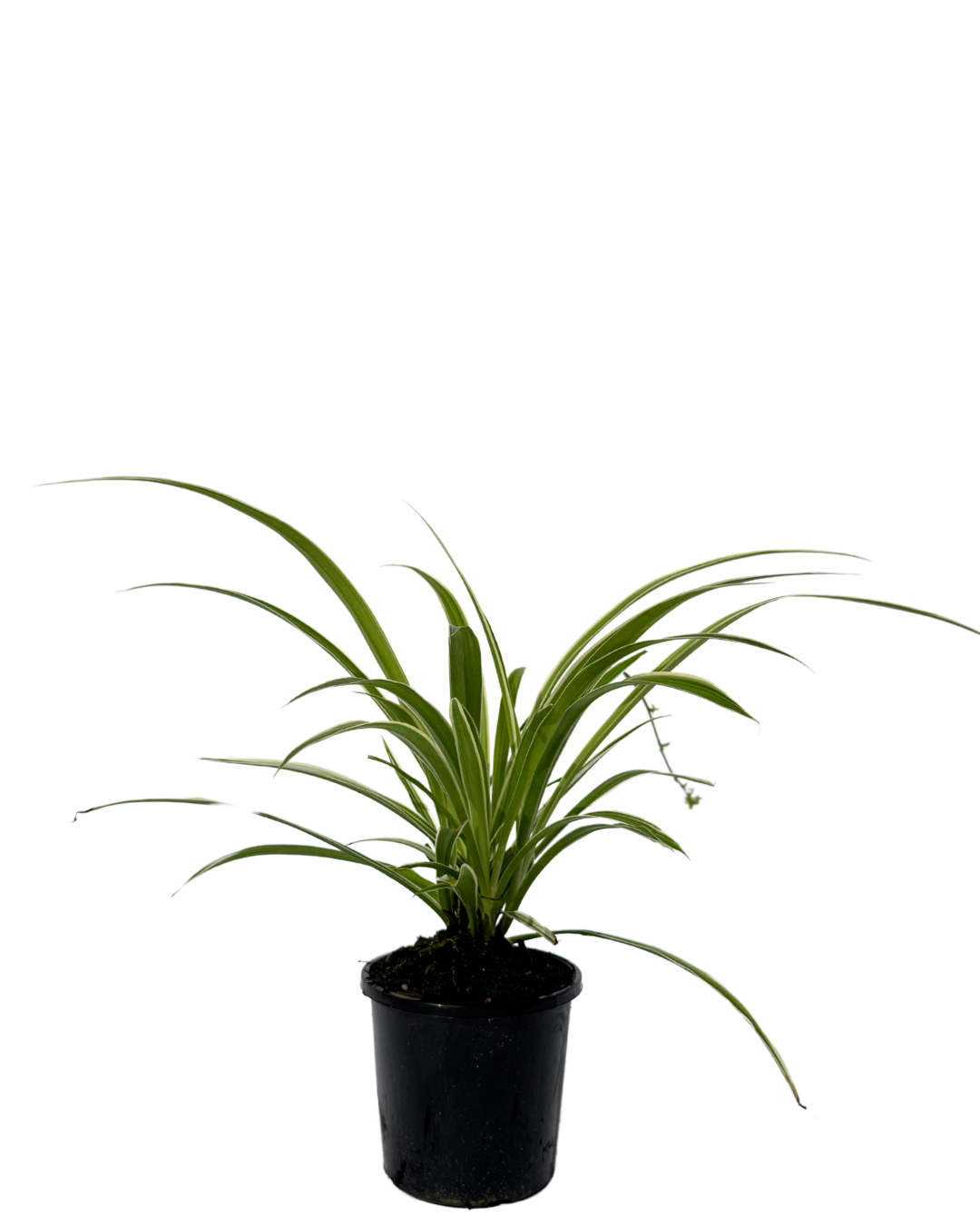 Chlorophytum Ribbon Plant