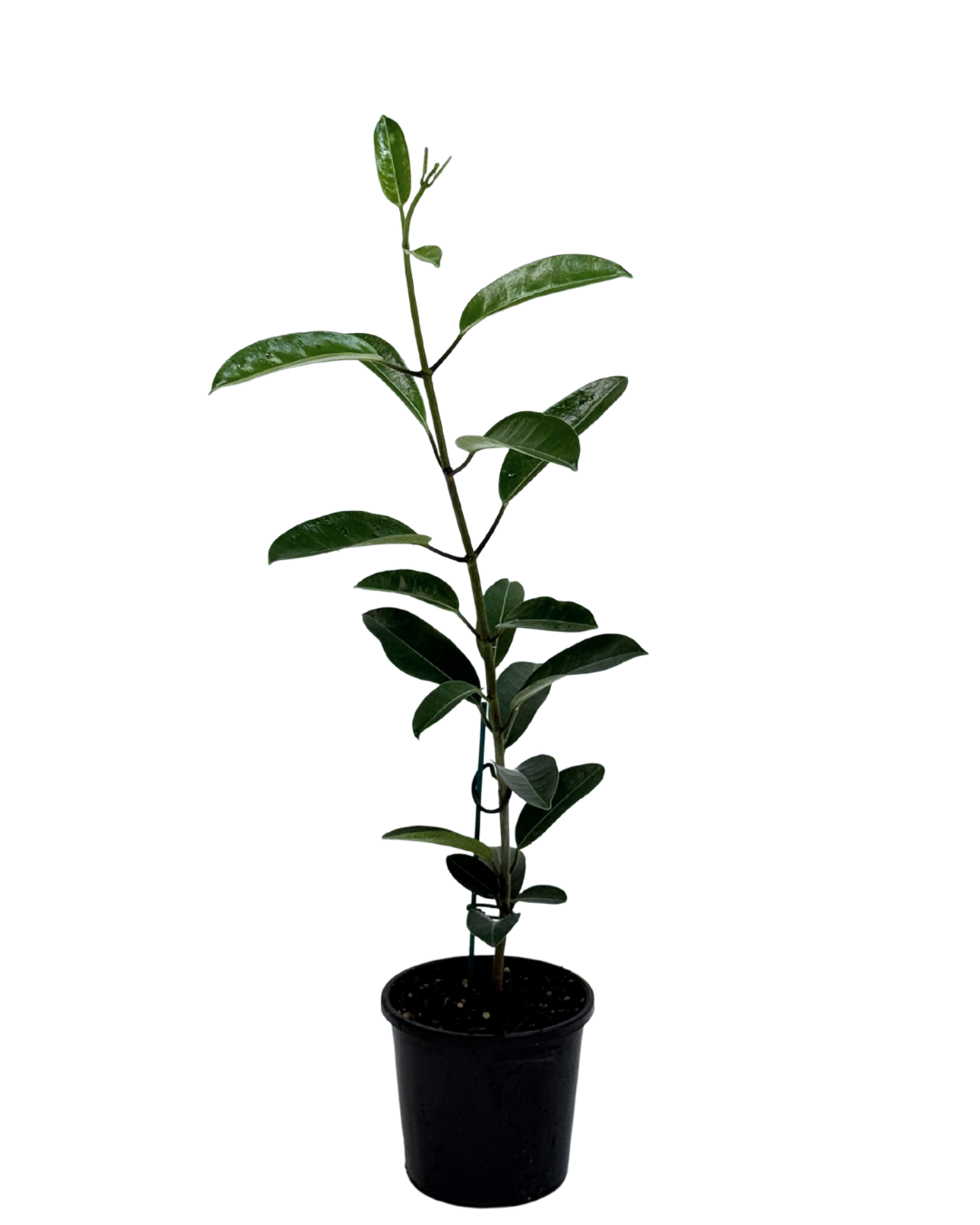 Stephanotis Floribunda