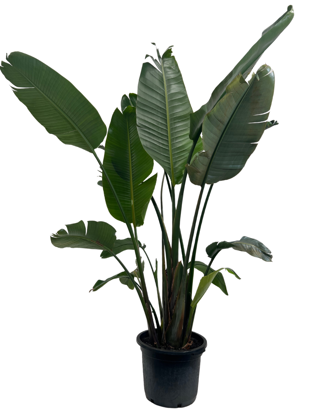 Bird of Paradise - Strelitzia Nicolai