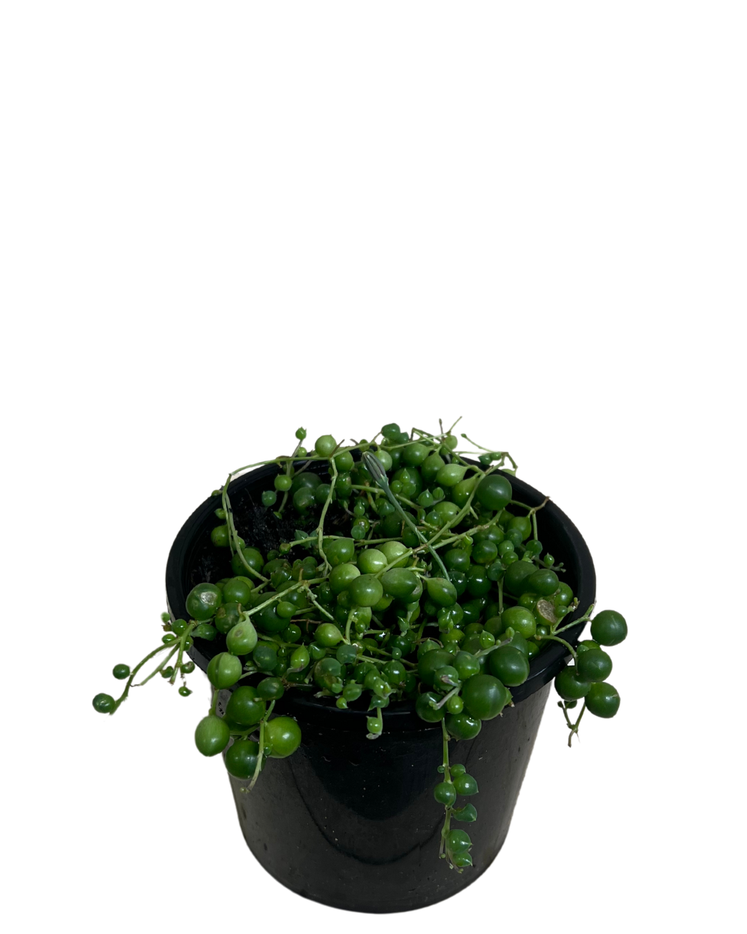 Senecio String Of Pearls