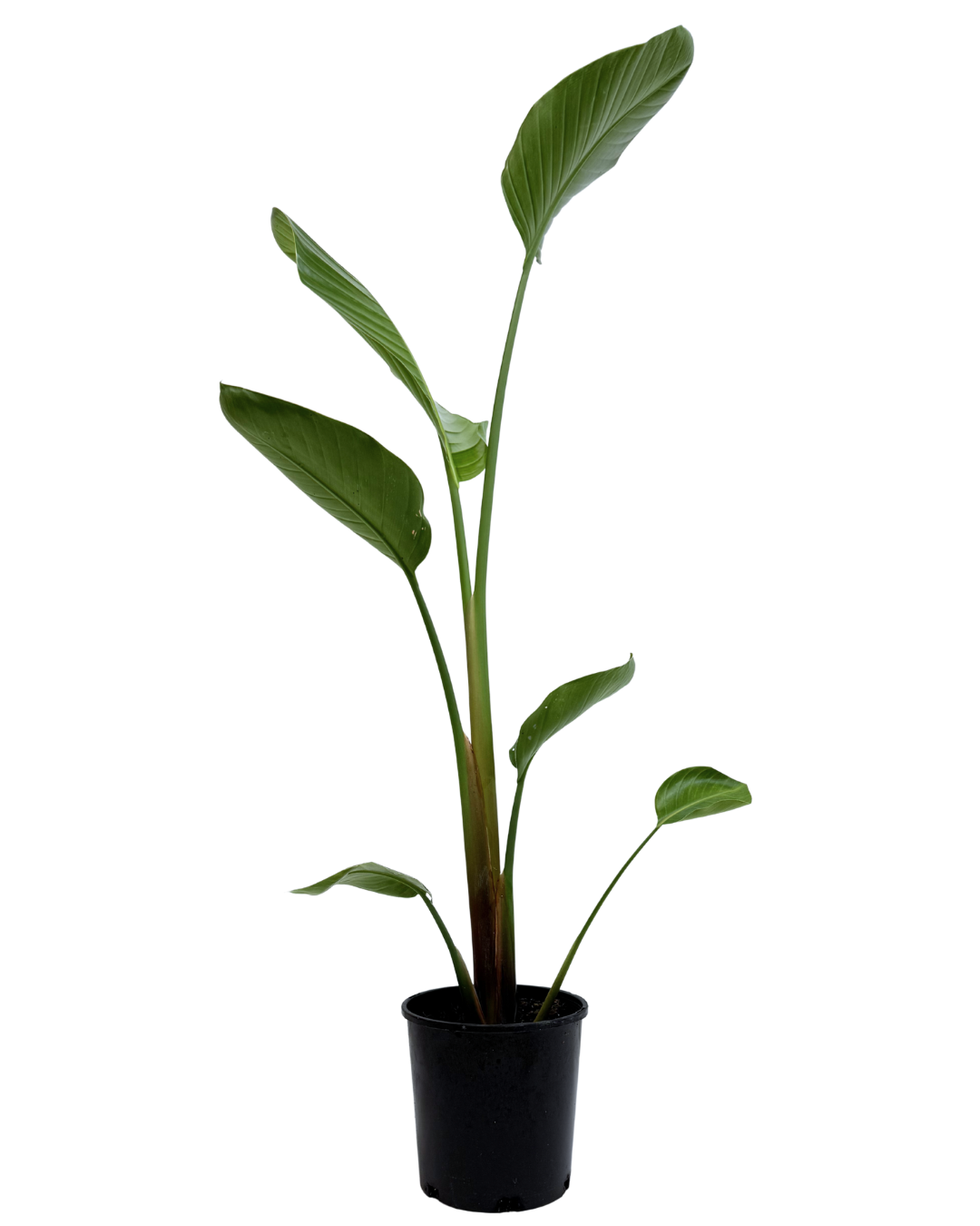 Strelitzia Nicolai Advanced
