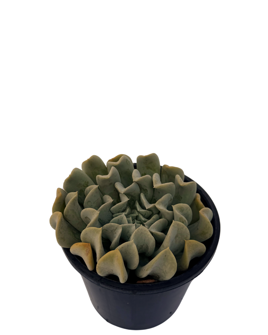 Echeveria Topsy Turvy