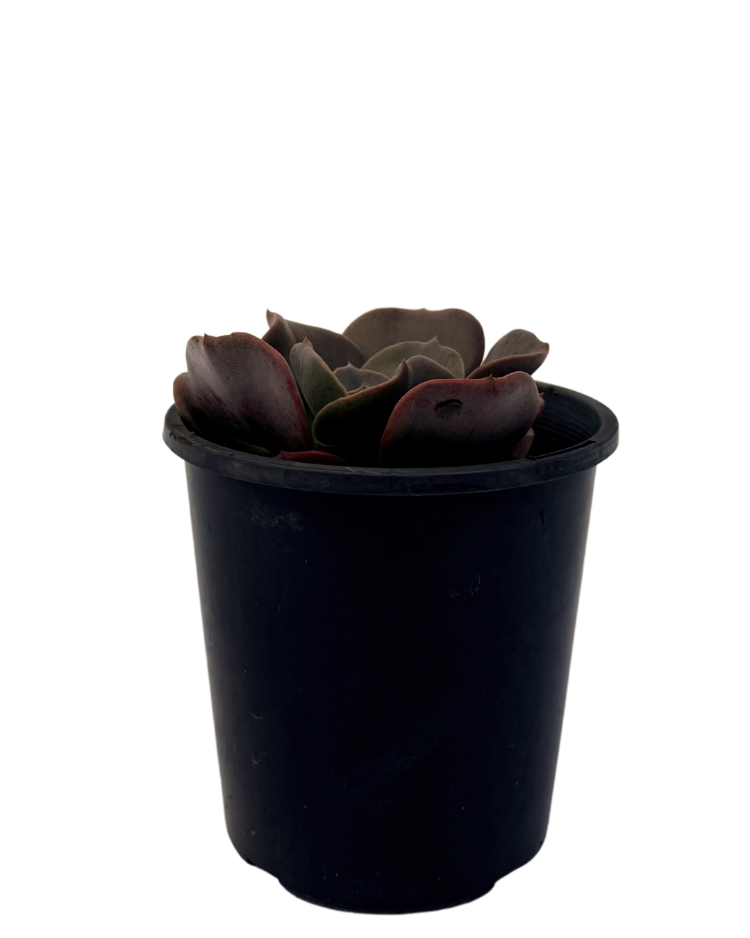 Echeveria Blue Metal