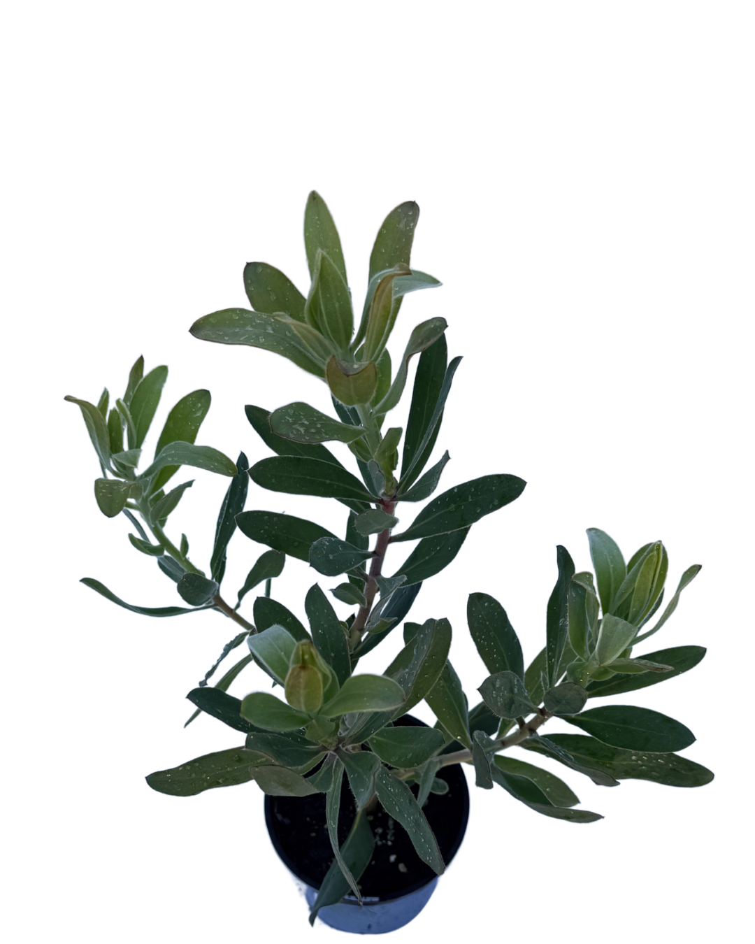 Protea Susara