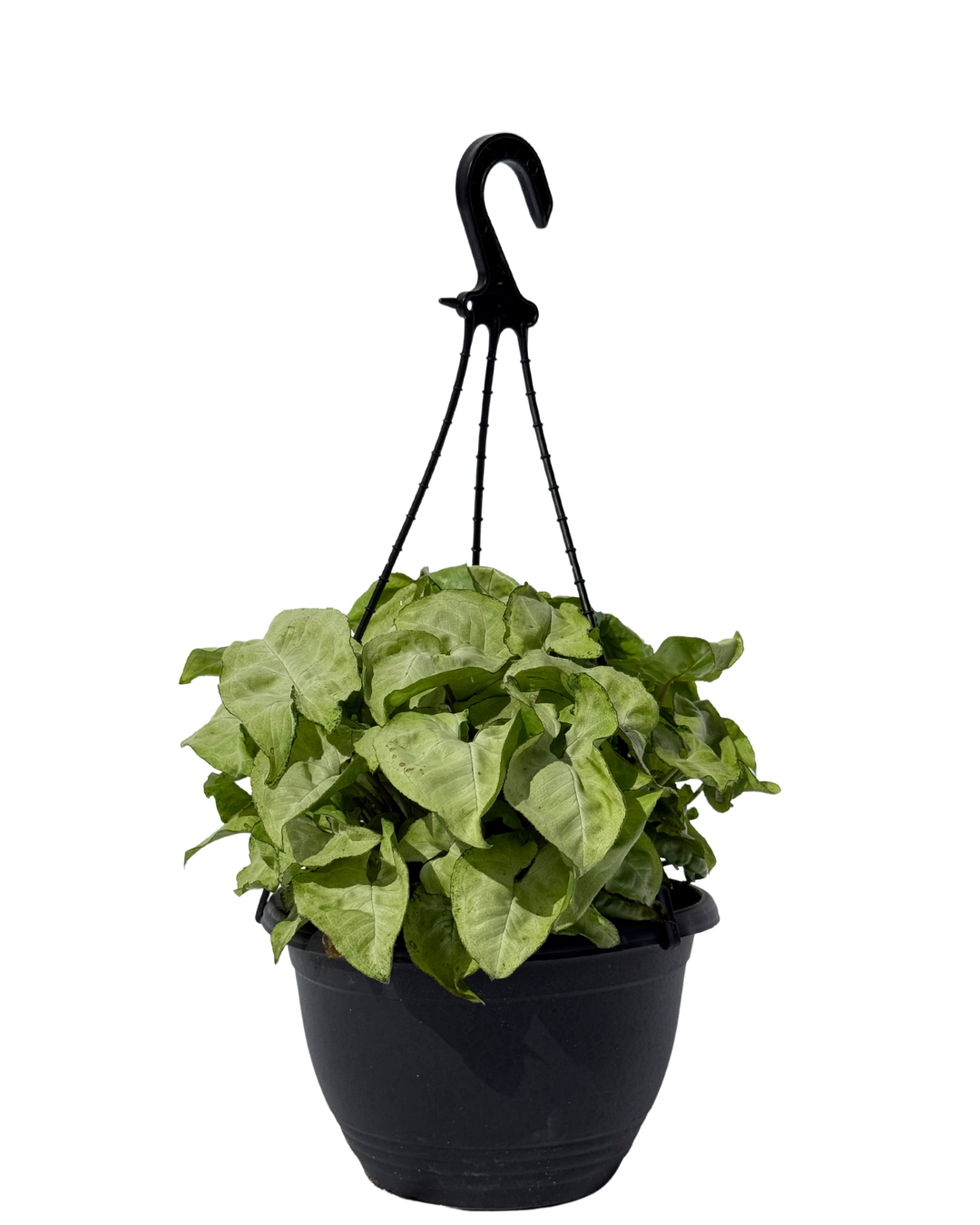 Syngonium White Butterfly - Hanging Basket