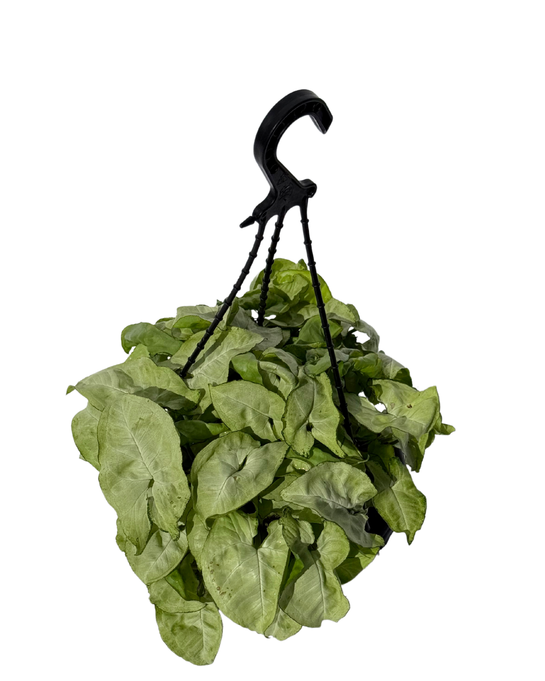 Syngonium White Butterfly - Hanging Basket