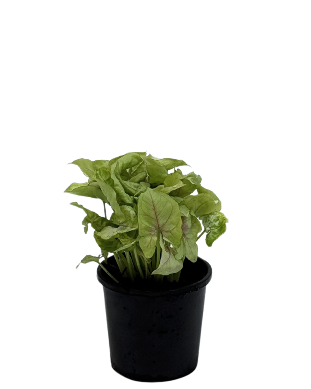 Syngonium Gold Allusion