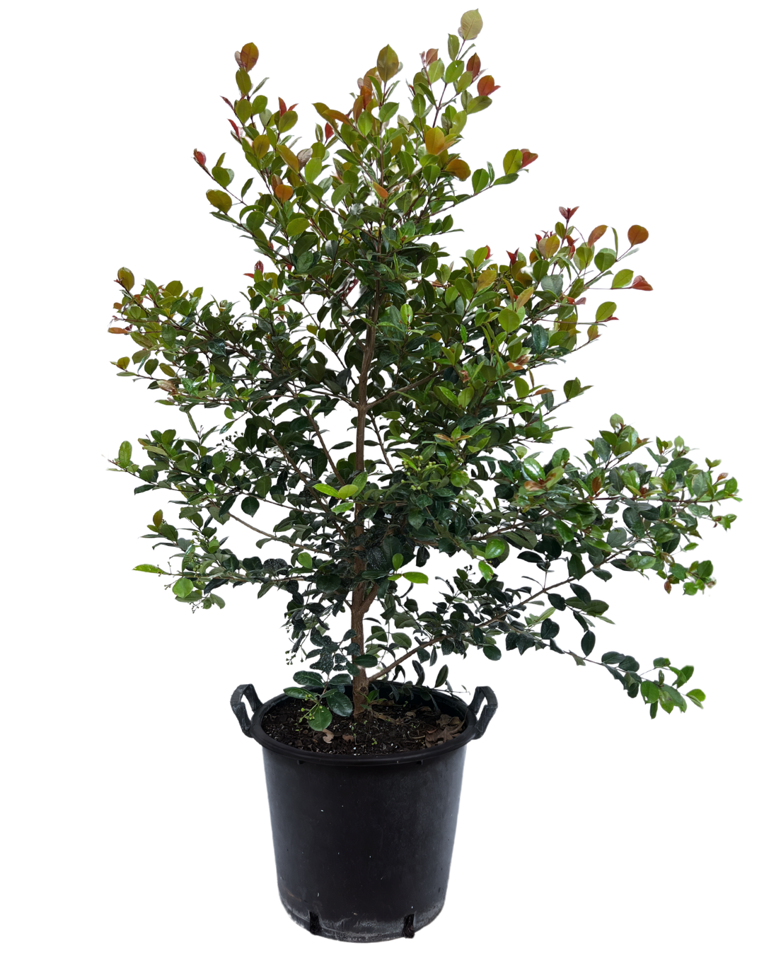 Syzygium Big Red