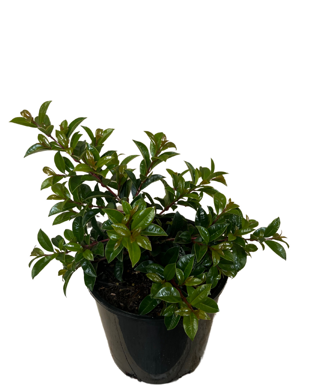 Syzygium Pinnacle
