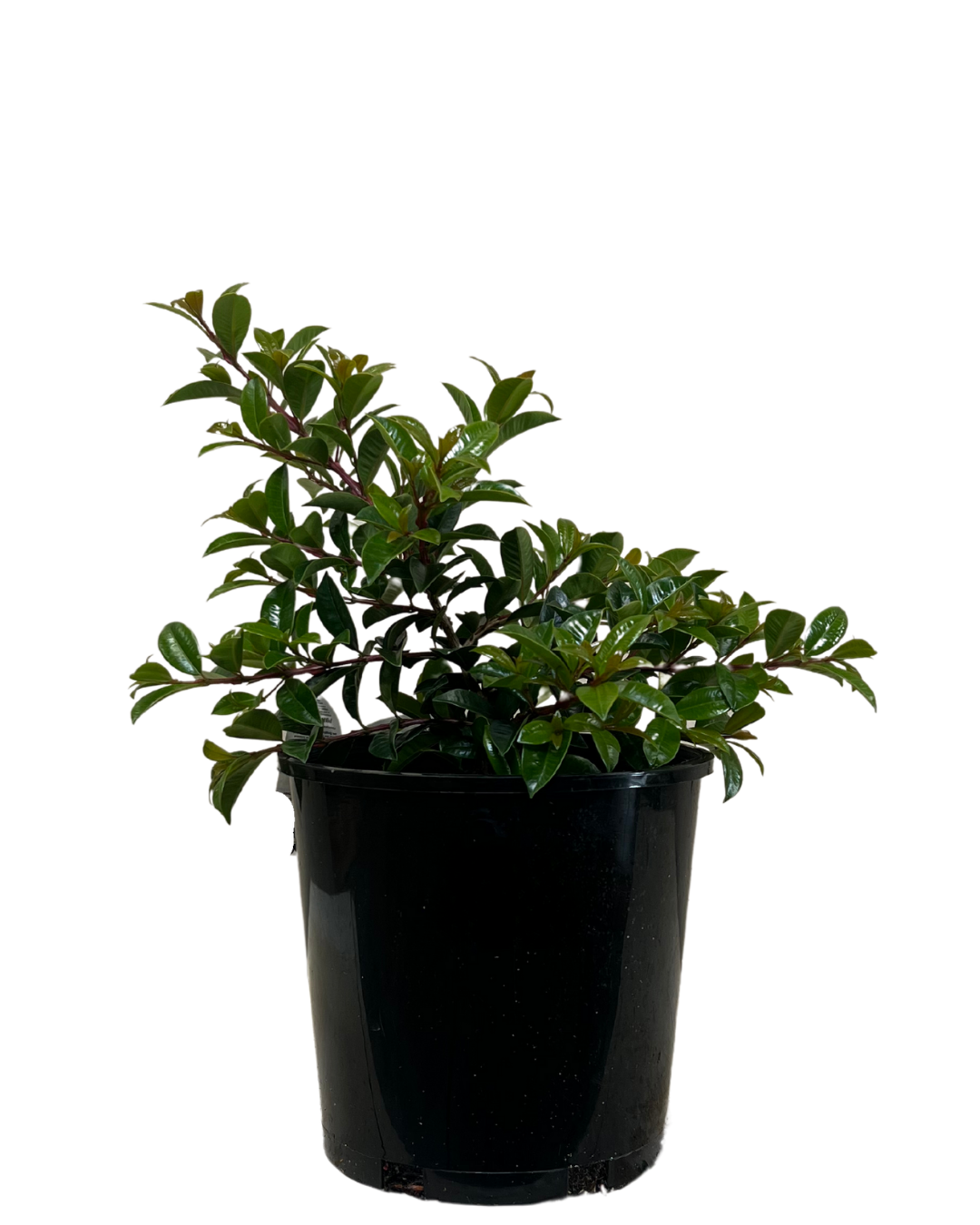 Syzygium Pinnacle